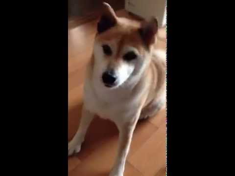 船橋市の柴犬　小梅ちゃんのハイタッチ動画　ペットシッター和ペット清野