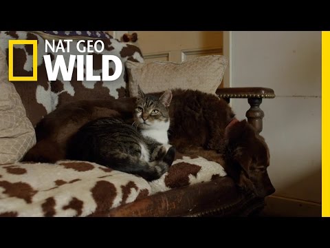 An Unbreakable Furry Bond | The Secret Life of Cats