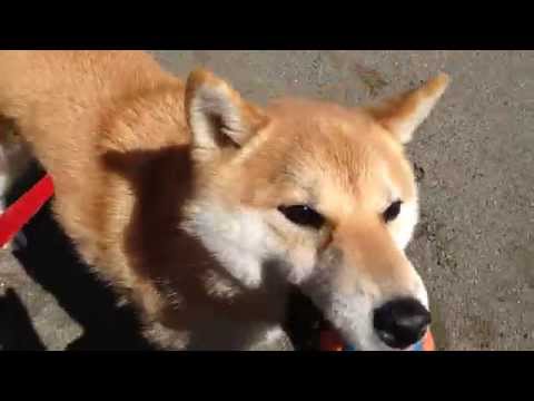 松戸市エルくん公園で運動動画1