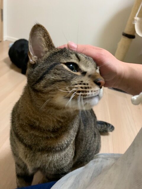 松戸市で猫のペットシッター