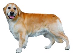 ペットシッター和ペット、犬種一覧、大型犬。